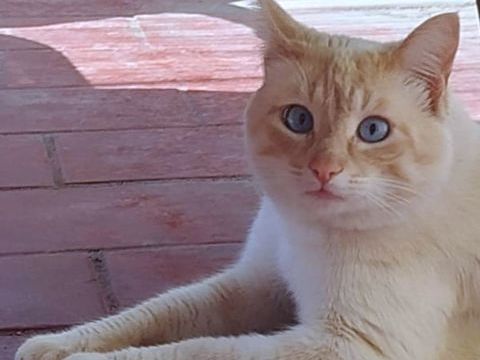 LAUU 220 95610 ragny