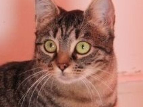 FALBALA FEMELLE TIGREE 5 ANS 1/2 195 92260 Fontenay-aux-roses