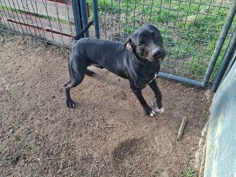 Chien RITCHY &agrave; l adoption 210 13001 Marseille