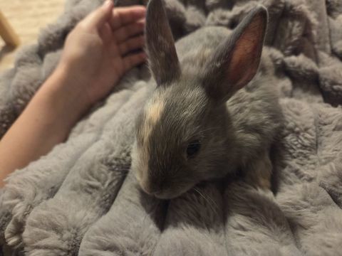 Lapin nain male 30 71760 Issy-l'�v�que