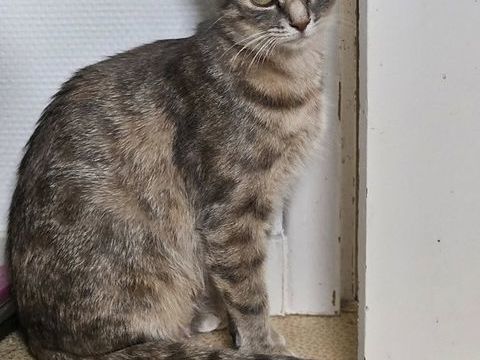 ATHENA, magnifique chatte tigr&eacute;e &agrave; adopter via l'association UMA 230 85260 Les brouzils