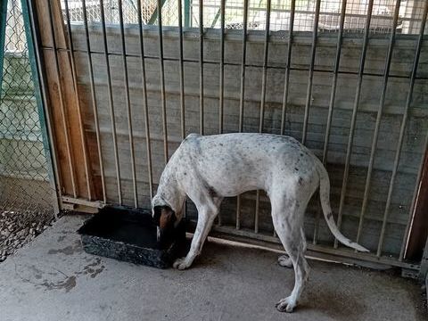 chien courant gasconxariegois 1200 25290 Ornans