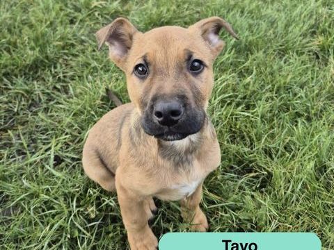 Tavo, crois&eacute; malinois &agrave; adopter 300 18190 Venesmes