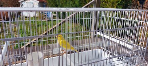 Canaris chanteur 35 01170 Cessy