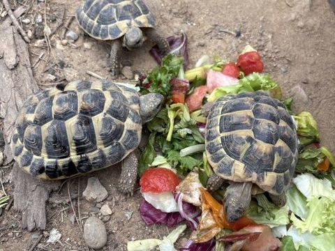 B&eacute;b&eacute;s tortues 50 06510 Carros