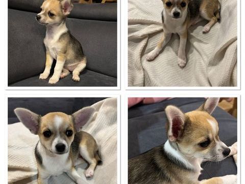 Chienne chihuahua ? 680 56910 Carentoir