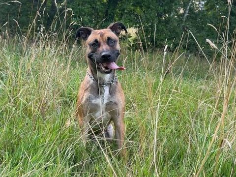Bonjour , je donne mon malinois berger belge  0 83250 La londe-les-maures
