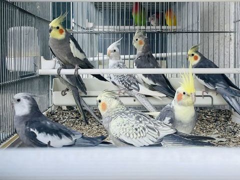 Très Belles Perruches Calopsitte EPP adultes et Juvéniles 49 94450 Limeil-brvannes