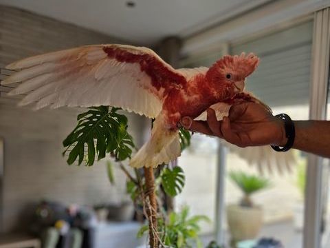 Rosalbin lutino Femelle 1400 78440 Fontenay-saint-p�re