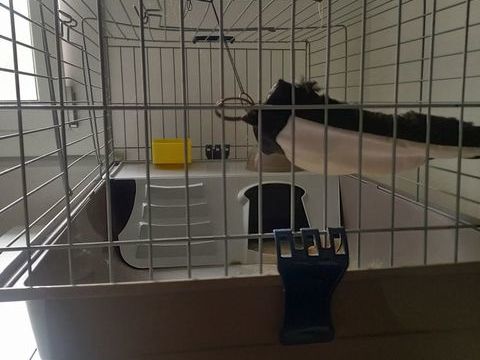 Cage lapins 30 63000 Clermont-ferrand