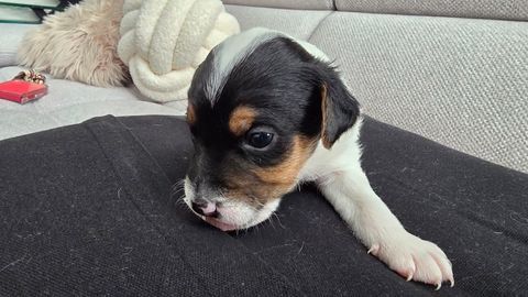 chiots Jack Russel 500 85200 Fontenay-le-comte