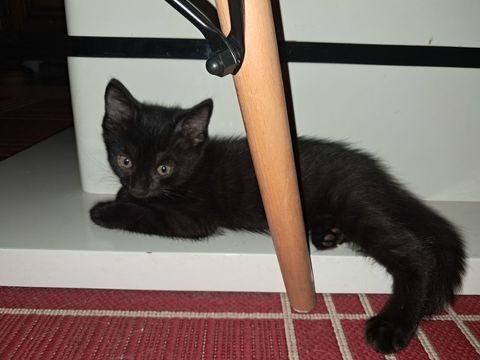 Chaton 100 93360 Neuilly-plaisance
