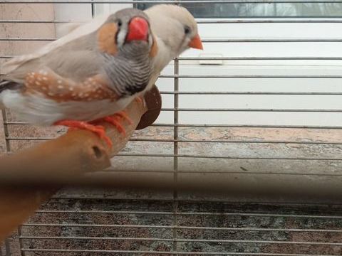 Mandarins 10 44460 F�gr�ac