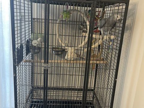 Perroquet +  la cage 1500 92600 Asni�res-sur-seine