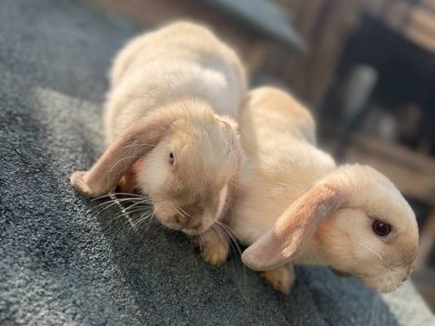 Lapin belier nain 2 0 91700 Fleury-mrogis