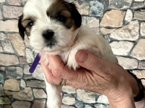 B&eacute;b&eacute;s Shih-tzu,les merveilleux b&eacute;b&eacute;s lion du Tibet 950 62150 Houdain