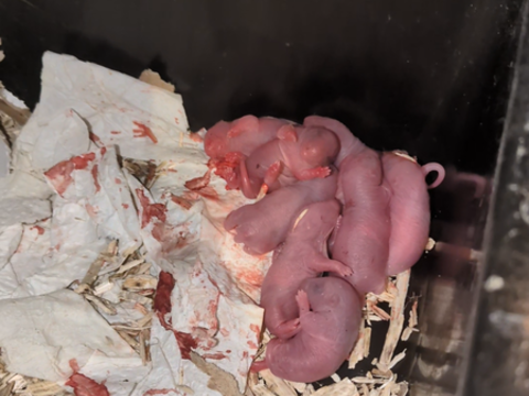 Don bébés rats 0 03300 Cusset