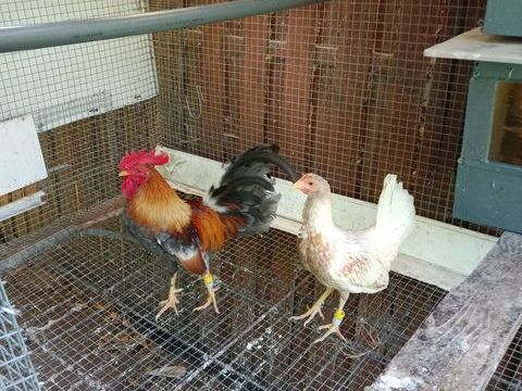 Poule et coq Combattant Espagnol 40 56350 Rieux