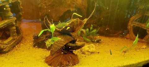 Support courgette en Noix de Coco crevettes et loricariida&eacute; 3 44310 La limouzinière