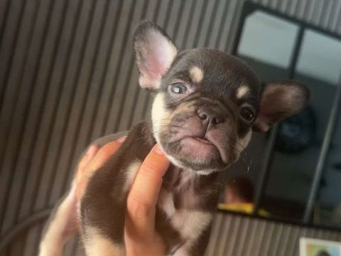 bonjour bouledogues fran&ccedil;ais 4 m&acirc;les 2 femelles 0 59287 Guesnain