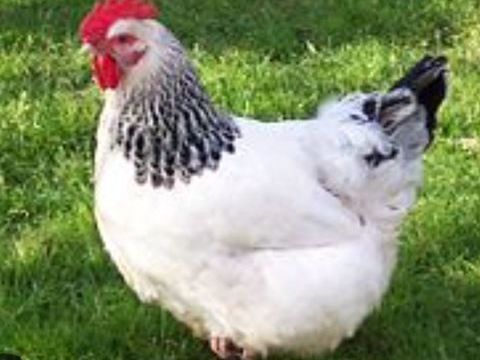 Poule sussex pondeuses 25 78910 Orgerus