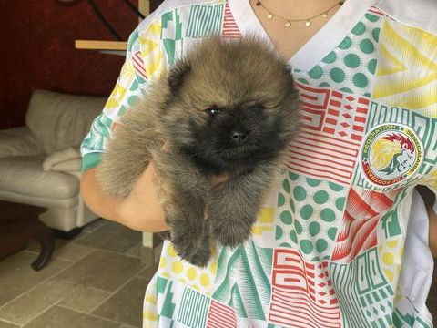 adorables chiots spitz  1100 14140 Fervaques