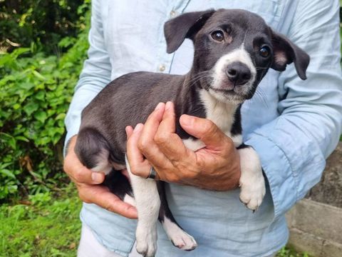 Malak, femelle crois&eacute;e berger, n&eacute;e le 06/11/2025 🤍 300 35000 Rennes
