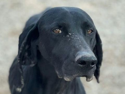 BRACA 320 27620 Gasny