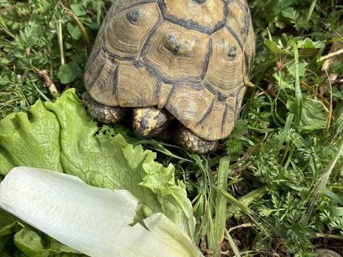 tortue Graeca 120 30230 Bouillargues