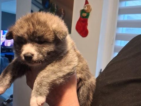CHIOTS AKITA INU PURE RACE 800 56680 Plouhinec