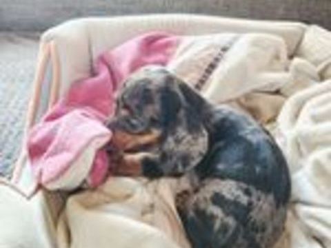   Chiot type teckel kaninchen  