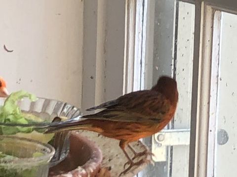 Canaris 20 77890 Beaumont-du-g�tinais