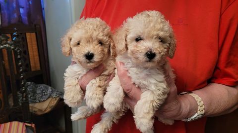 chiot caniche toy 
1450 59300 Valenciennes