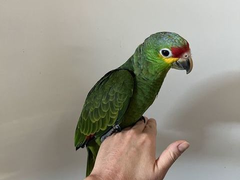 Perroquet amazone  EAM 1000 57525 Talange