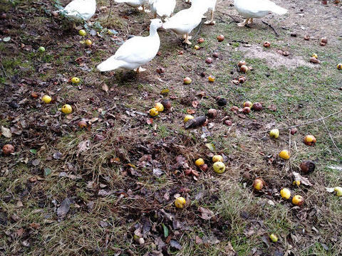 canard de barbarie
8 85600 Saint-hilaire-de-loulay