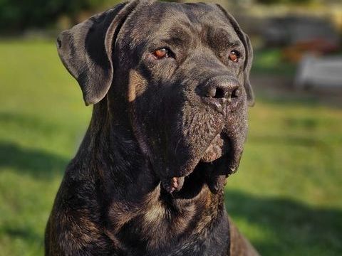 Chiots cané corso à   réserver 1100 17700 Surgres