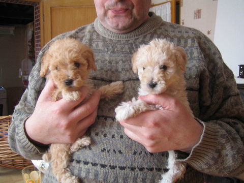 chiot caniche toy  1400 59400 Cambrai