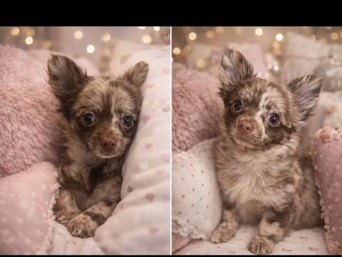  Chiot Chihuahua, poil long 0 13260 Cassis