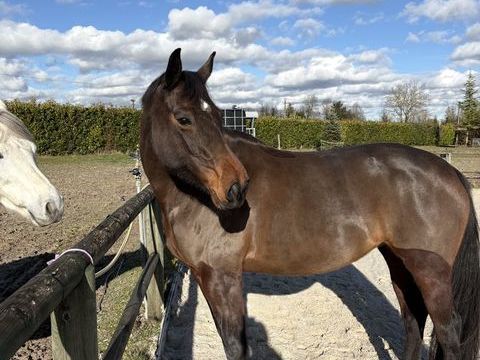 Jument 7 ans 11000 10700 Trouans