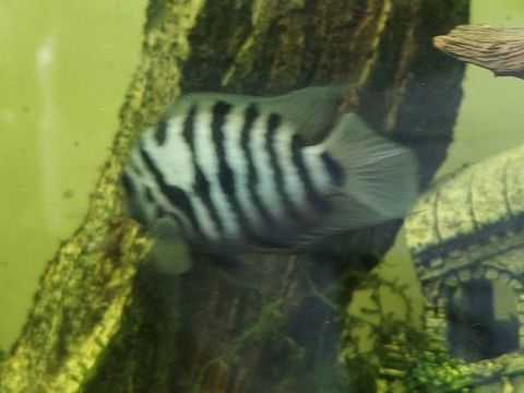 Poissons nigro 5 51170 Courville