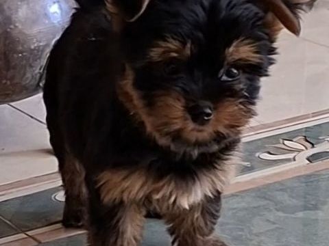  Chiots Yorkshire 1290 24110 Manzac-sur-vern