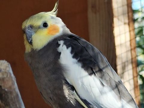 Calopsittes de 2025 25 83110 Sanary-sur-mer