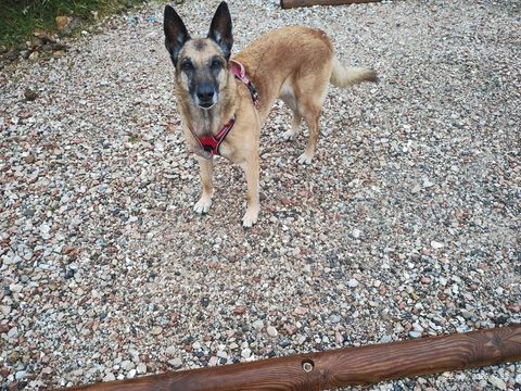 Malinois cherche famille aimante 0 74500 �vian-les-bains