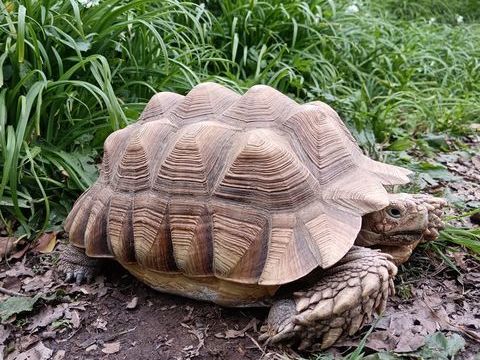 Tortue sillonn&eacute;e (sulcata) m&acirc;le 30 cm 495 35000 Rennes