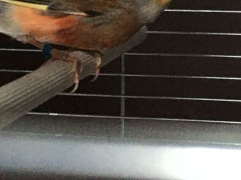 M&acirc;le canari arlequin 15 60310 Amy