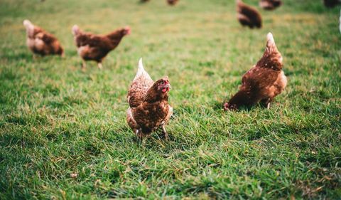  poules pondeuses 12 25190 Saint-hippolyte