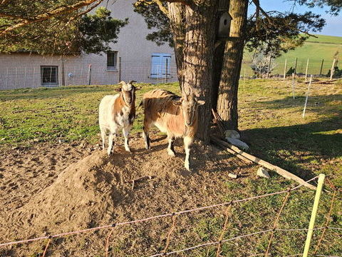 Boucs nain castr&eacute;s 80 43170 Saugues