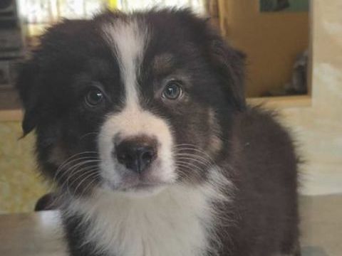 chiot berger australien disponible 580 78610 Auffargis
