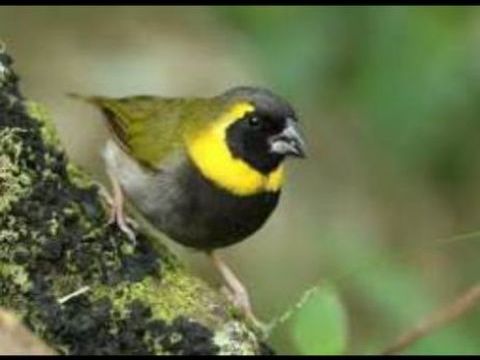 Petit chanteur de Cuba 0 77400 Saint-thibault-des-vignes