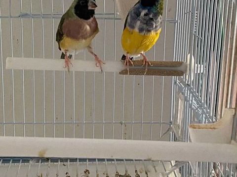couple diamant de gould , male poitrine bleu 80 94460 Valenton